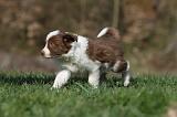 BORDER COLLIE 813